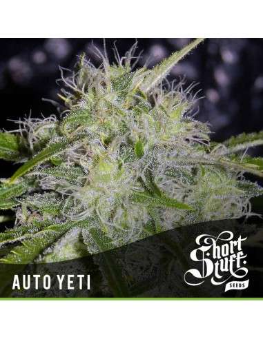 SHORT STUFF SEEDBANK - Auto Yeti - 1