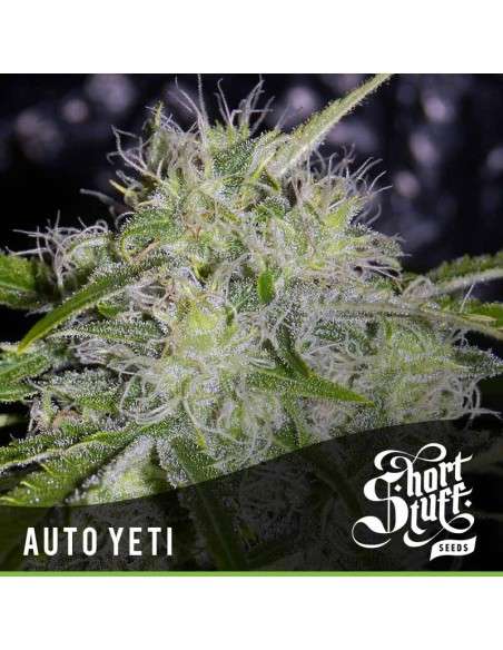 SHORT STUFF SEEDBANK - Auto Yeti - 1