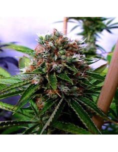 SOMA SEEDS - Somantra - 1