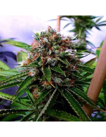 SOMA SEEDS - Somantra - 1