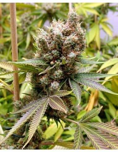 SOMA SEEDS - Somalicious - 1