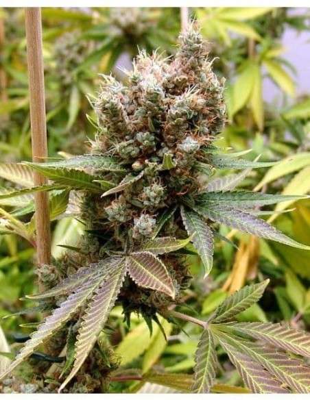 SOMA SEEDS - Somalicious - 1