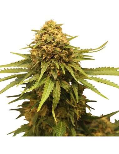 ROYAL QUEEN SEEDS - Critical - 6