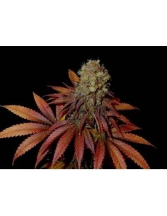 SOMA SEEDS - Rock Bud - 1