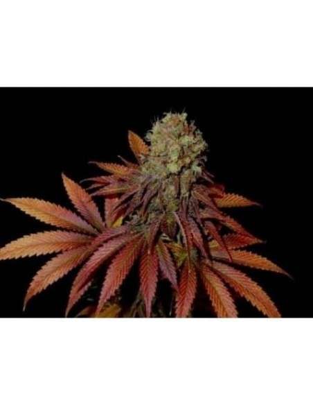 SOMA SEEDS - Rock Bud - 1