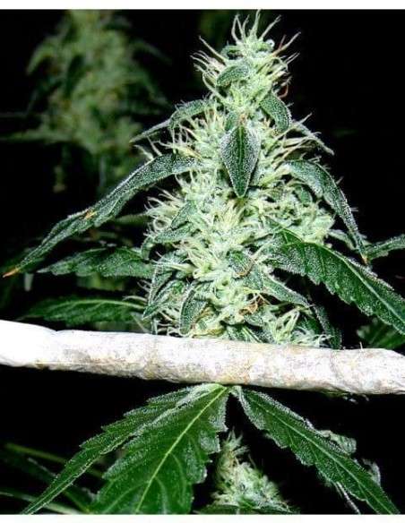 SOMA SEEDS - Hash Heaven - 1
