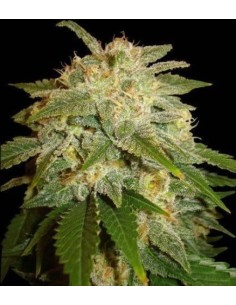 SOMA SEEDS - Kushadelic - 1