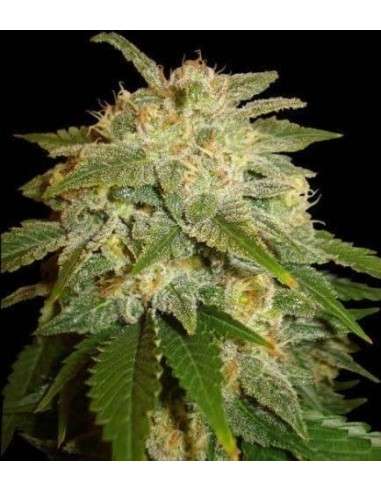SOMA SEEDS - Kushadelic - 1