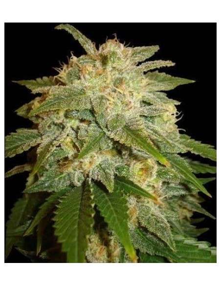 SOMA SEEDS - Kushadelic - 1