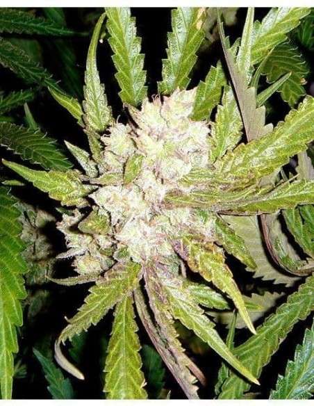 SOMA SEEDS - Sogouda - 1