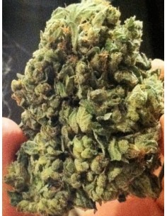 SOMA SEEDS - Sogkush - 1