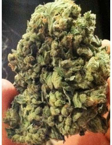 SOMA SEEDS - Sogkush - 1
