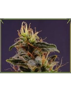 SOMA SEEDS - G13 x N.Y.C. Diesel - 1