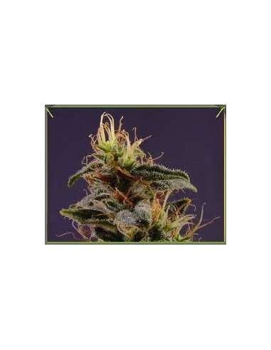 SOMA SEEDS - G13 x N.Y.C. Diesel - 1