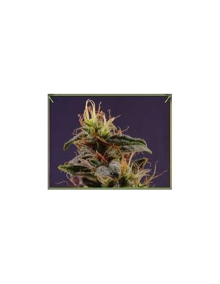 SOMA SEEDS - G13 x N.Y.C. Diesel - 1