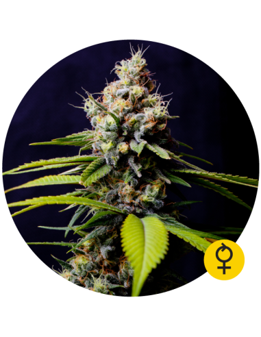 THE BULLDOG SEEDS - Blueberry 420 Auto - 1