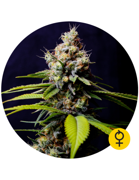 THE BULLDOG SEEDS - Blueberry 420 Auto - 1