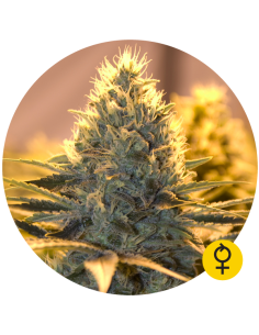 THE BULLDOG SEEDS - Jack Herer Auto - 1