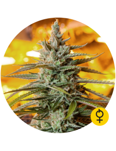 THE BULLDOG SEEDS - Northern Light Auto - 1