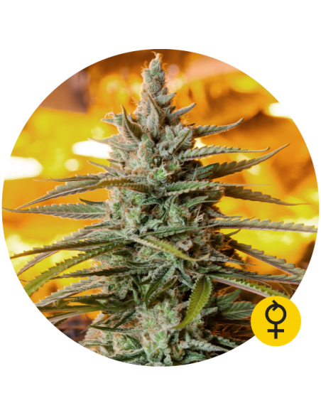 THE BULLDOG SEEDS - Northern Light Auto - 1
