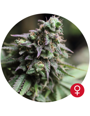THE BULLDOG SEEDS - Blue Dream - 1