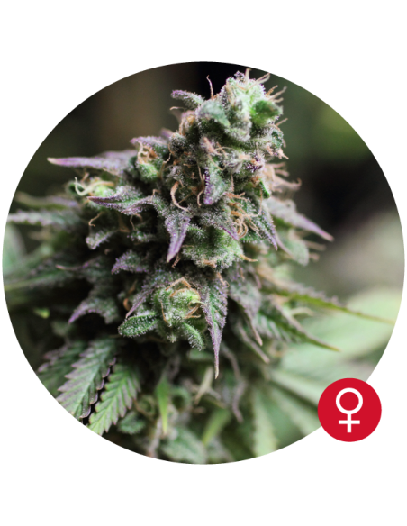THE BULLDOG SEEDS - Blue Dream - 1