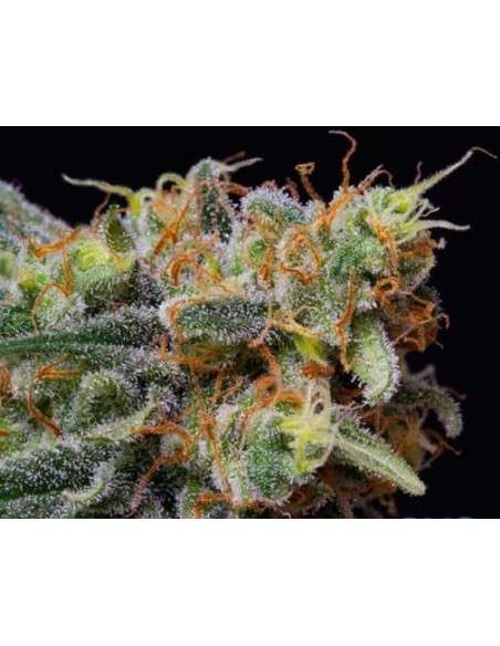 THE BULLDOG SEEDS - Caramelicious - 1