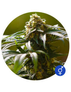 THE BULLDOG SEEDS - The Bulldog Skunk - 1