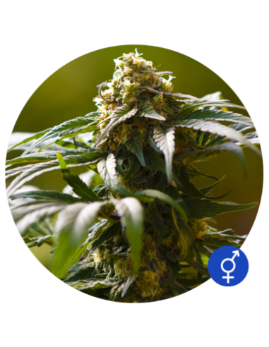 THE BULLDOG SEEDS - The Bulldog Skunk - 1