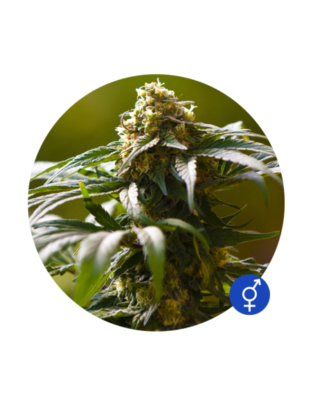THE BULLDOG SEEDS - The Bulldog Skunk - 1