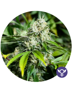 THE BULLDOG SEEDS - White Widow Xtrm - 1