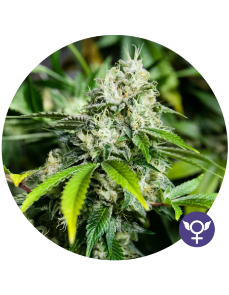 THE BULLDOG SEEDS - White Widow Xtrm - 1