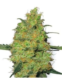 WHITE LABEL - Master Kush - 1