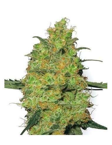 WHITE LABEL - Master Kush - 1