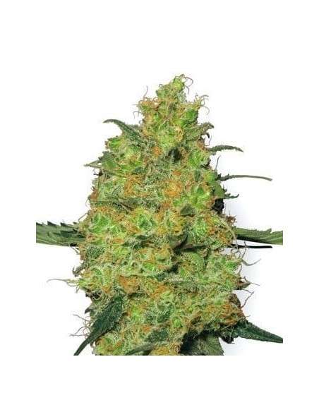 WHITE LABEL - Master Kush - 1