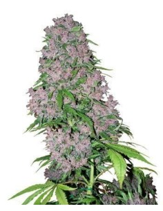 WHITE LABEL - Purple Bud - 1