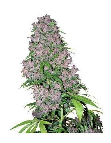 WHITE LABEL - Purple Bud - 1