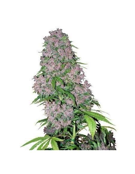 WHITE LABEL - Purple Bud - 1