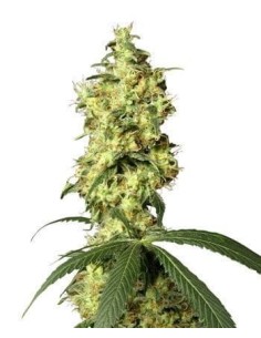 WHITE LABEL - White Widow Automatic - 1