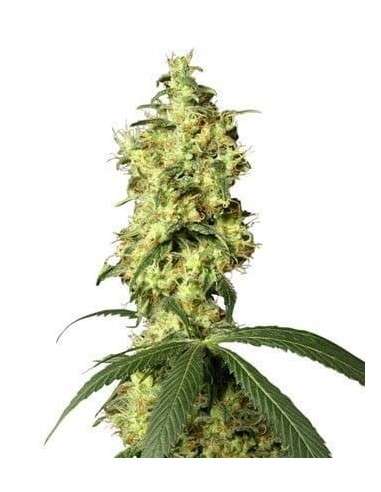 WHITE LABEL - White Widow Automatic - 1