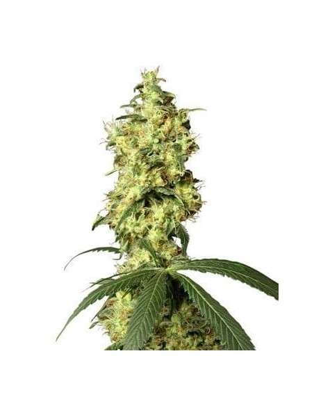 WHITE LABEL - White Widow Automatic - 1