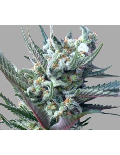 RARE DANKNESS - Moonshine Ghost Train Haze - 1