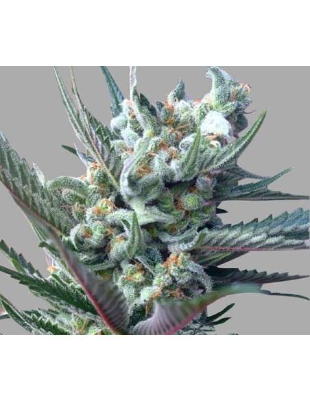 RARE DANKNESS - Moonshine Ghost Train Haze - 1
