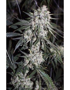 RARE DANKNESS - Moonshine Ghost Train Haze - 1 2