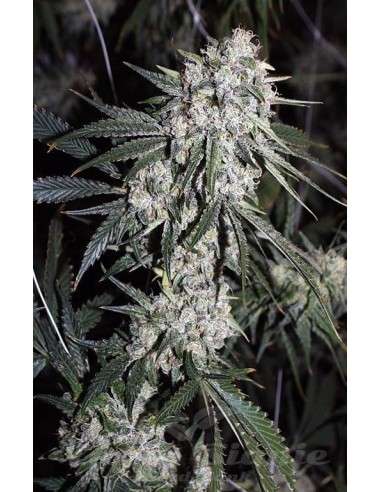 RARE DANKNESS - Moonshine Ghost Train Haze - 2