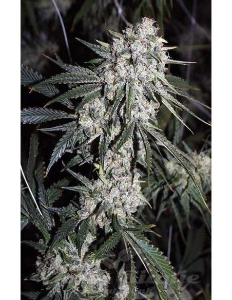 RARE DANKNESS - Moonshine Ghost Train Haze - 2