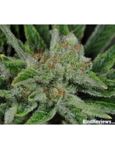 RARE DANKNESS - Ghost Train Haze 1 - 1