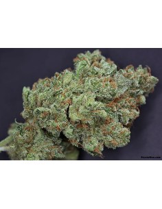 RARE DANKNESS - Ghost Train Haze 1 - 1 2