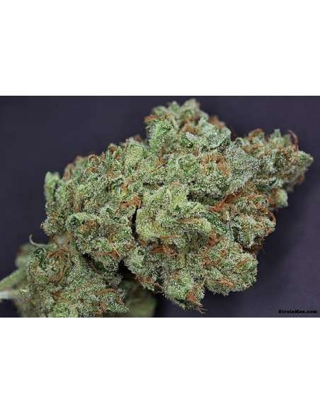 RARE DANKNESS - Ghost Train Haze 1 - 2