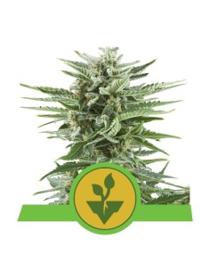 ROYAL QUEEN SEEDS - Easy Bud Auto - 1